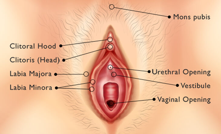 Vaginal Rejuvenation and Other Female Genital Cosmetic Surgery